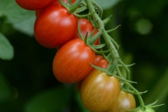Tomato-Tidy Treats