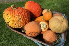 Squash and pumpkin harvest