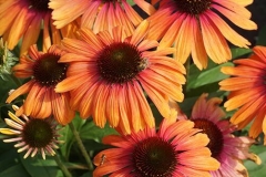 Echinacea Butterfly Rainbow Marcella