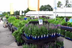 Heritage Perennials on Display At Canadale's