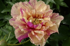 Intersection (Itoh) Peony Lollipop