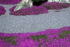 Dramatic use of creeping thyme